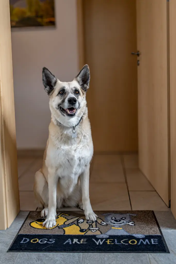 Kanzleihund Lilly begrüßt MandantInnen – persönliche und hundefreundliche Steuerberatung in Stein bei Nürnberg.